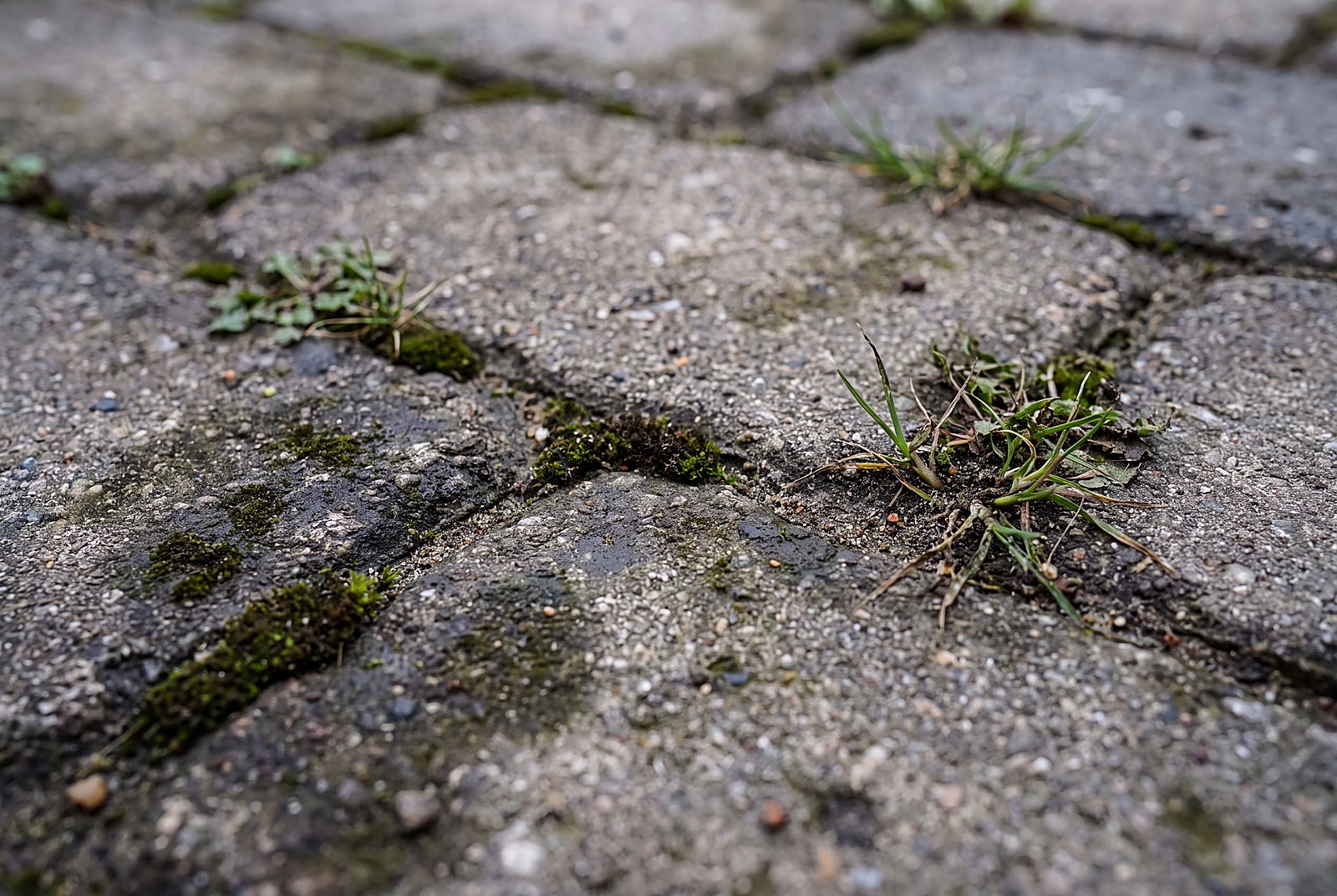 Moos und Unkraut in Pflasterfugen – was hilft wirklich?